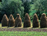 Haystacks can be seen throughout much of the Transylvania region of Romania.