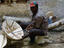 craftsman making decorated stools, Guinea
