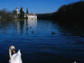 Swans with cloisters behind on the Rhine River in Rheinau.