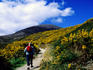Hiker on Bloody Bridge Path amongst wildflowers.