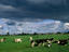 Diary cows, The Netherlands