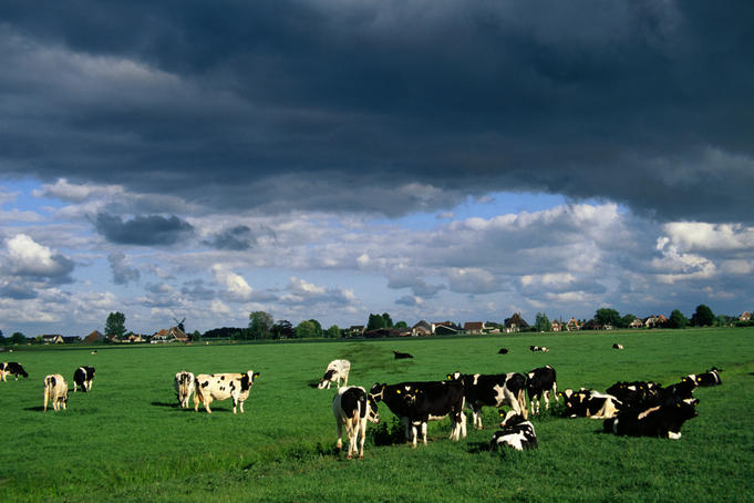 Diary cows under a stormy sky between Amsterdam and Enkhuizen.