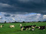Diary cows under a stormy sky between Amsterdam and Enkhuizen.
