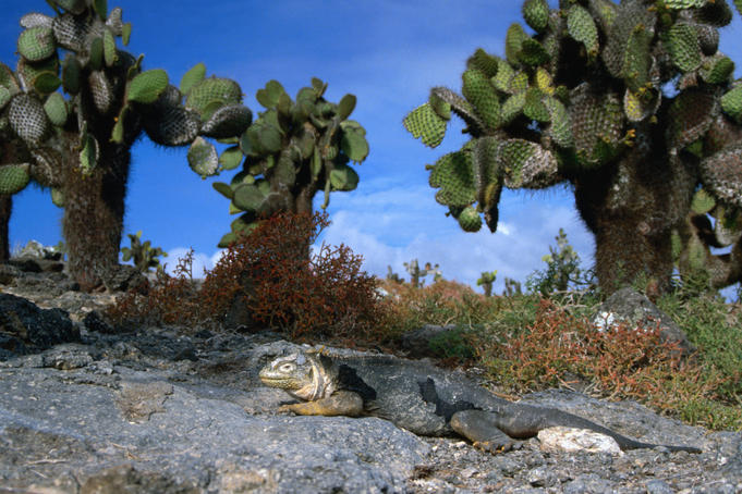 Land Iguana, Isla Plaza.