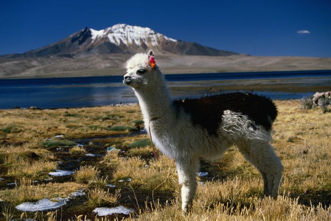 A tagged Llama (Llama glama) on the shores of Lago Chungara.