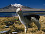 A tagged Llama (Llama glama) on the shores of Lago Chungara.