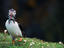 Puffin with sand eel, South Wales