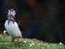 Puffin with sand eel ( Fratercula arctica ) Skomer Island - Wales
