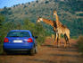 Giraffes ( Giraffa camelopardalis reiiculata ) check out a passing vehicle in the Itala Game Reserve