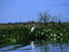 The Great Egret (Casmerodius albus) stands motionless in the water, ready to pounce on any unsuspecting fish- the Pantanal, Mato Grosso, Brazil