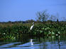 The Great Egret (Casmerodius albus) stands motionless in the water, ready to pounce on any unsuspecting fish- the Pantanal, Mato Grosso, Brazil