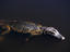 The seemingly ubiquitos Jacare (Caiman crocodilus yacare) is an easy target for poachers, prized for its skin which fetches up to US$500- the Pantanal, Mato Grosso, Brazil
