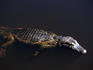 The seemingly ubiquitos Jacare (Caiman crocodilus yacare) is an easy target for poachers, prized for its skin which fetches up to US$500- the Pantanal, Mato Grosso, Brazil