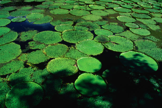 The largest water lily in the world, the aptly named Giant Water Lily (Victoria amazonica) in the Janauary Ecological Park- Manaus, Amazonas, Brazil