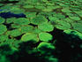 The largest water lily in the world, the aptly named Giant Water Lily (Victoria amazonica) in the Janauary Ecological Park- Manaus, Amazonas, Brazil
