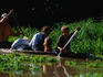 Locals paddling around the Parana Anavilhanas Archipelago, in the traditional dug out canoe- Amazonas, Brazil