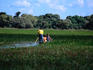 Cruising through the wetlands of the Pantanal in the traditional dug out canoe- Mato Grosso, Brazil