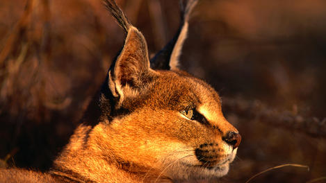 Image_4102-41