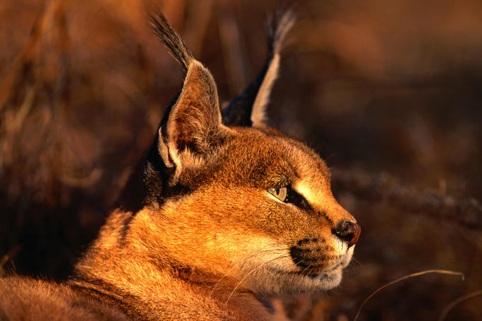 Beyond the Big Five: insider tips from a safari guide