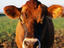 Cow, Jersey