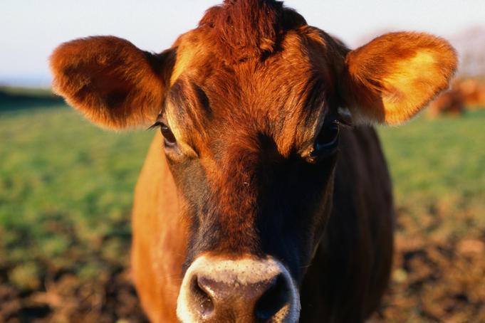 Jersey cow