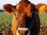 Jersey cow