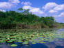 Water lilies on the New River, seen on the river trip from Orange Walk to Lamanai.