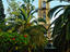 Gardens, Tripoli