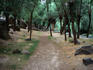 Walking trail through the forest fringing the Ihlara river, Ihlara Valley, Cappadocia, Central Anatolia