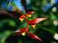 The beautiful Heliconia, there are literally thousands of types of orchids and tropical plants in Bali