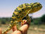Flap-necked chameleon ( Chamaeleo dilepis ) is often seen slowly crossing roads, Central Namibia