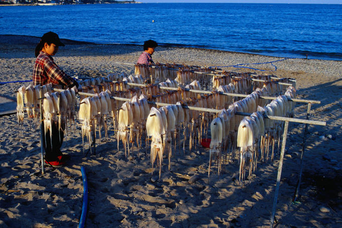 Racks of octopus, drying out by the sea.