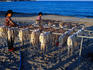 Racks of octopus, drying out by the sea.