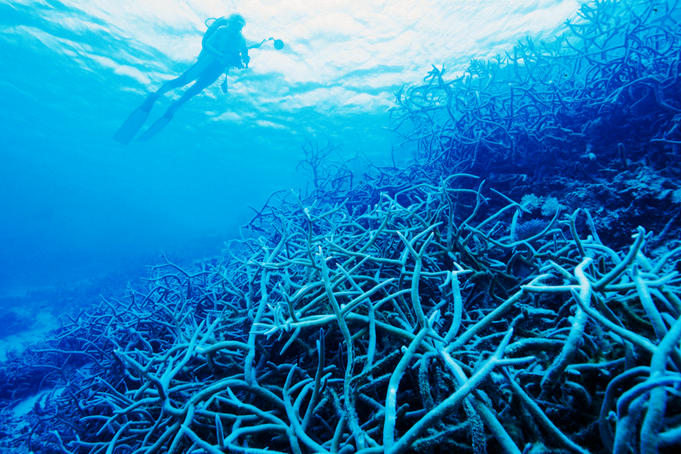 Staghorn coral clusters on Adavaci Passage.