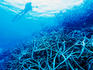 Staghorn coral clusters on Adavaci Passage.