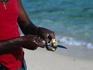 Cleaning the meat from the conch shell. The conch meat is the primary source of protein for the islanders and is widely sort after for the sweet white meat.