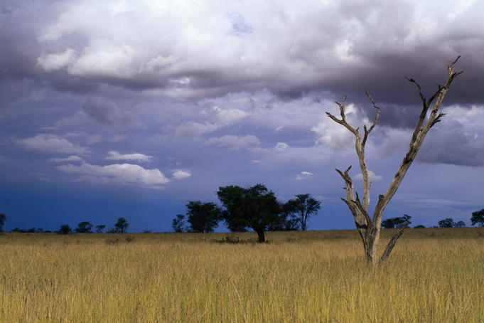 Grassland South Africa