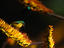Image_4278-27