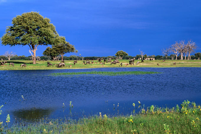 Off in the distance, Zebra and Wildebeest in the Hwange National Park