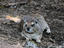 Rock Hyrax, Serengeti National Park