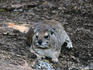 Rock Hyrax ( Pronolagus rupestris ) Serengeti National Park