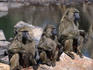 Olive baboons ( Papio hamadryas anubis ) Serengeti National Park