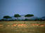 Impala ( Aepyceros melampus ) on the move in the Serengeti National Park