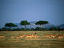 Impala ( Aepyceros melampus ) on the move in the Serengeti National Park