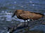Hamerkop ( Scopus umbretta ) by a river in the Serengeti National Park