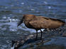 Hamerkop ( Scopus umbretta ) by a river in the Serengeti National Park
