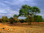 Lion pride, Serengeti National Park