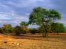 Lion pride ( Panthera leo ) resting, Grumeti plains, Serengeti National Park