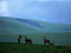 Roan antelope ( Hippotragus equinus ) on grassy slopes of the Nyika Plateau