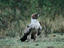 Tawny Eagle, Lake Nakuru National Park